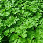 Barishte të freskëta gjatë gjithë vitit: një mënyrë e thjeshtë për të ngrirë që ruan shijen barishte-te-fresketa-gjate-gjithe-vitit-nje-menyre-e-thjeshte.jpg