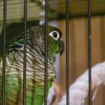 Si një papagall tregon besim: gjuha e trupit të një shoku me pendë si-nje-papagall-tregon-besim-gjuha-e-trupit-te-nje.jpg